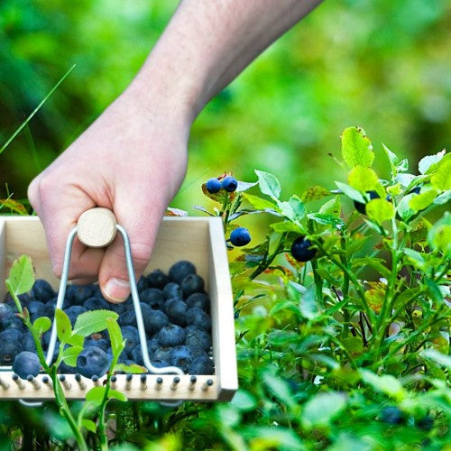 Wooden Berry Picker Harvesting Tool 14 x 22 x 11cm