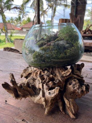 Hand Blown Recycled Glass Terrarium on Teak Root 35cm