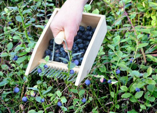 Wooden Berry Picker Harvesting Tool 14 x 22 x 11cm