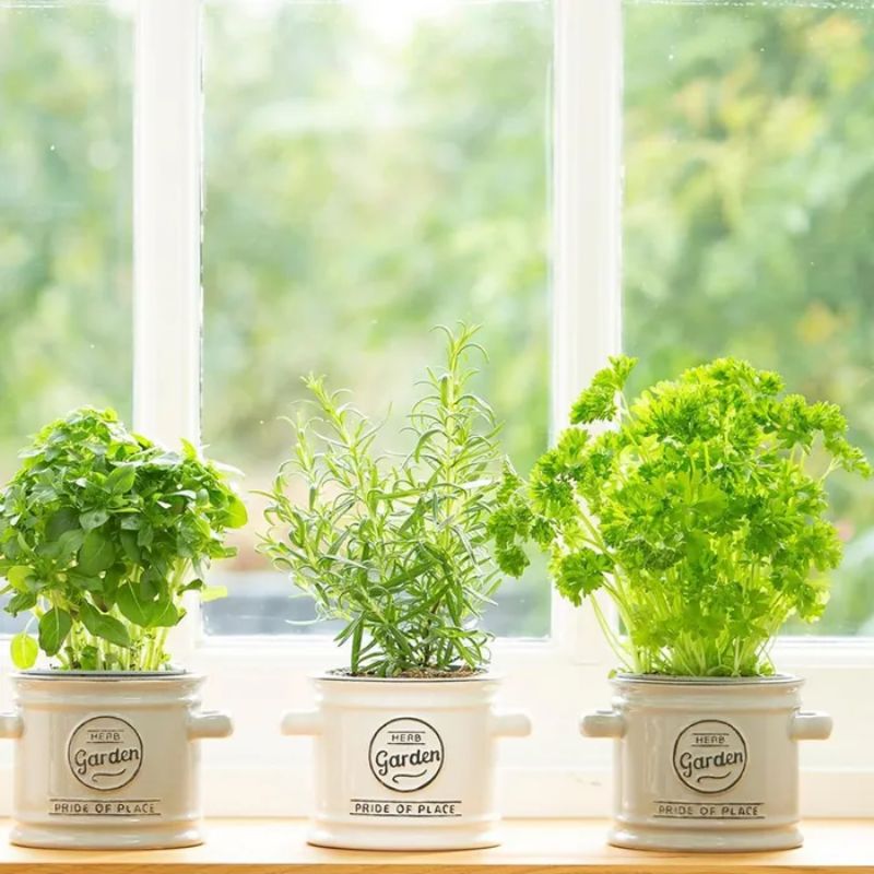 Plant Pot - Pride Of Place White (115mm)