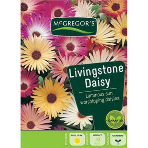 Livingstone Daisy Flower Seed