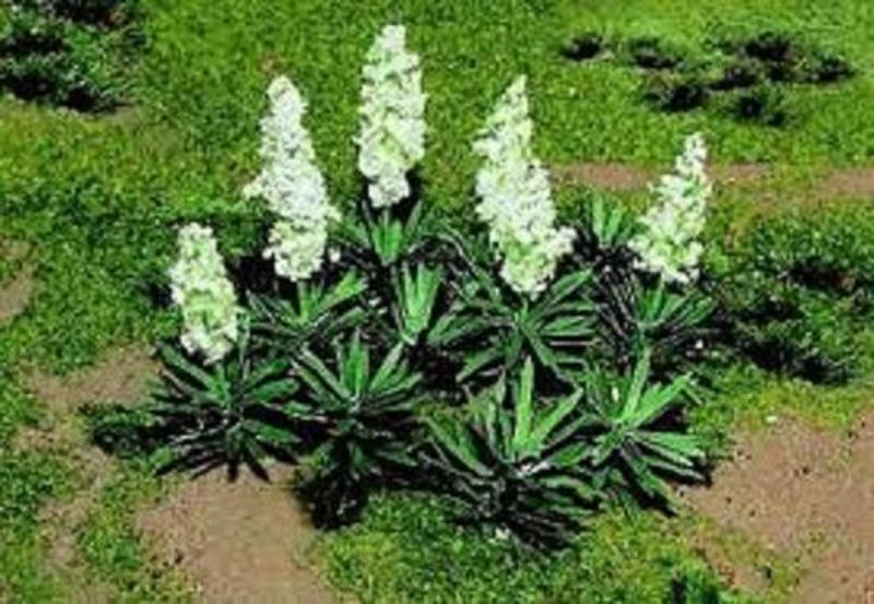 JJT Model Scenery - O: Yucca (20)