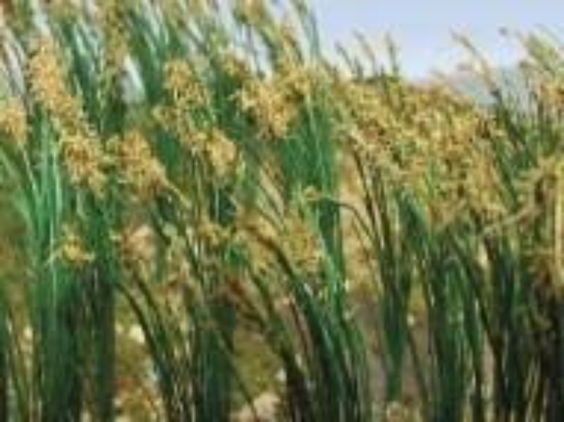 High-quality O scale reeds (40 pieces) for realistic model railway and diorama landscapes, enhancing natural scenery details.