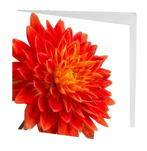 Gift Card Orange Dahlia Pack of 10 with Envelopes 7cmx7cm
