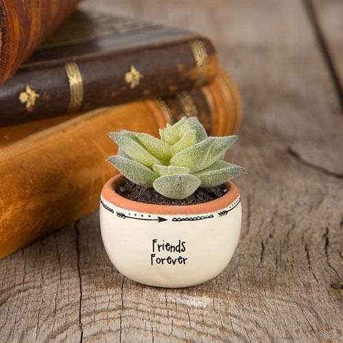 Succulent Terracotta Friends