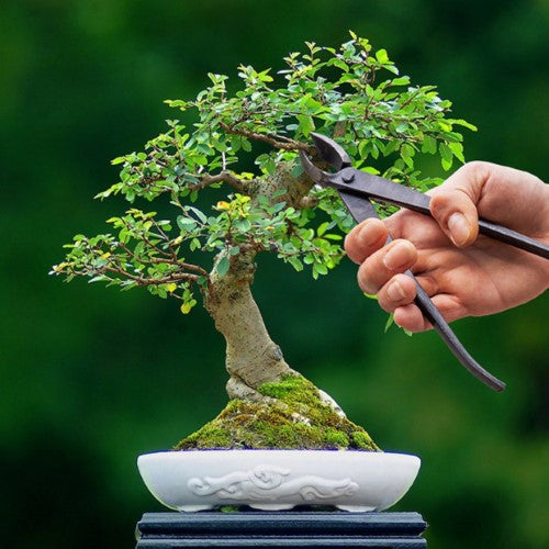 Bonsai Concave Cutter (6 x 20cm)