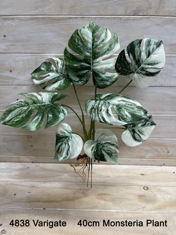 Plant – Monsteria Plant Burgundy