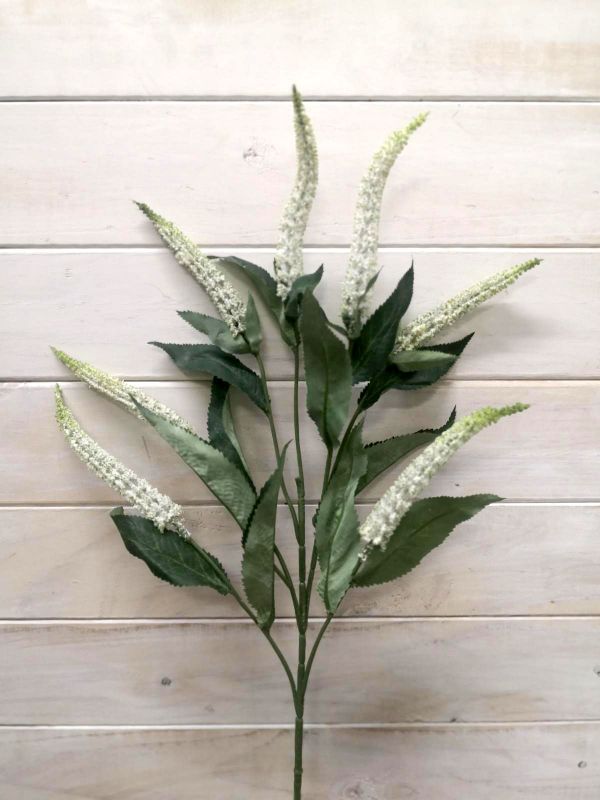 Lysimachia – Lysimachia Spray ( Hebe)