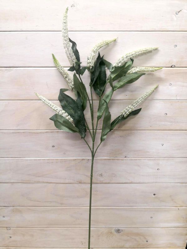 Lysimachia – Lysimachia Spray ( Hebe)