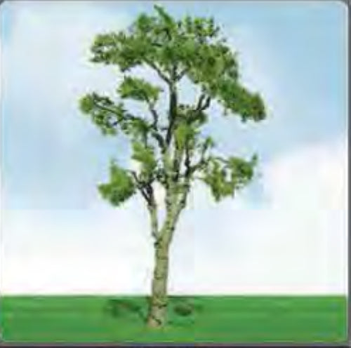 Model Scenery - 50-60mm Gum Trees (3)