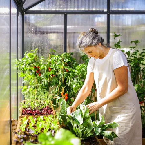 Maze Greenhouse Glory