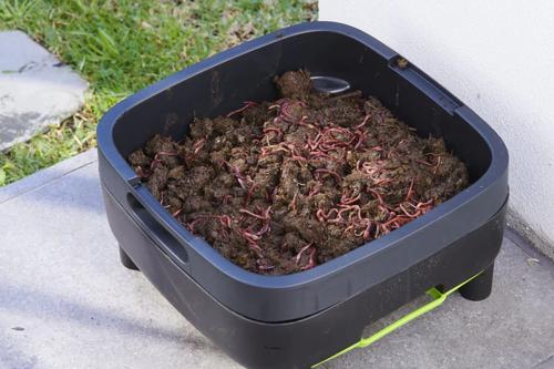 Maze Worm Farm -Working Tray