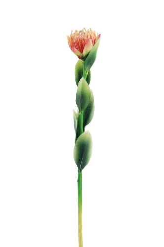 Leucospernum Protea (Set of 6)