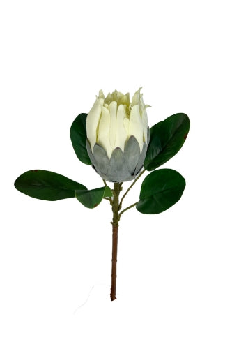 Mixed Protea Wedding Set (6 Pcs)