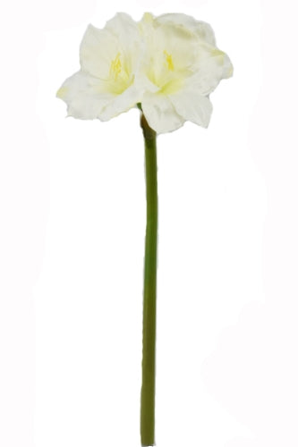 Hippeastrum Flower (Set of 6)