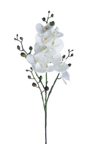 Phalaenopsis Orchid 9 Heads + 24 Buds - Set of 6