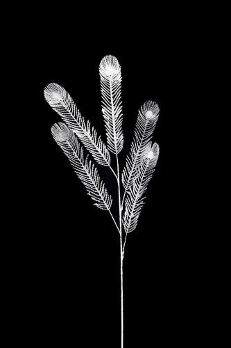 Artificial - Peacock Feather Spray - Pack of 4