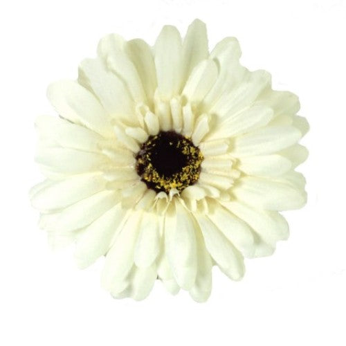 Artificial Single Gerbera - Set of 6 (Cream Single Stem)