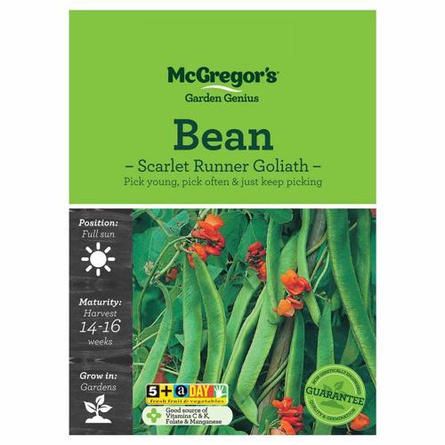 Scarlet Runner Goliath Bean Seeds - McGregor's
