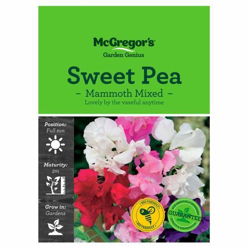 Mammoth Mixed Sweet Pea Seeds - McGregor's