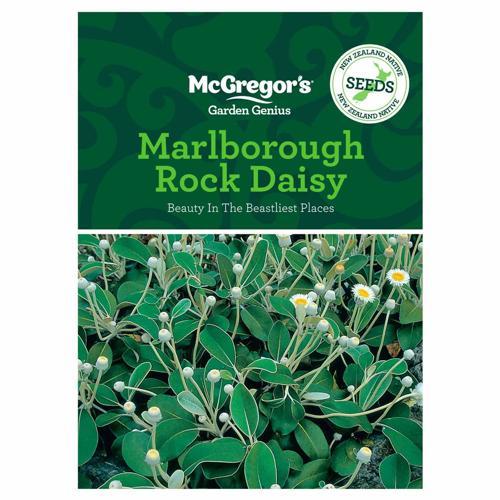 Marlborough Rock Daisy NZ Native Seed - McGregor's