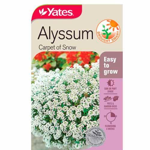 Alyssum 'Carpet Of Snow' Seeds - Yates