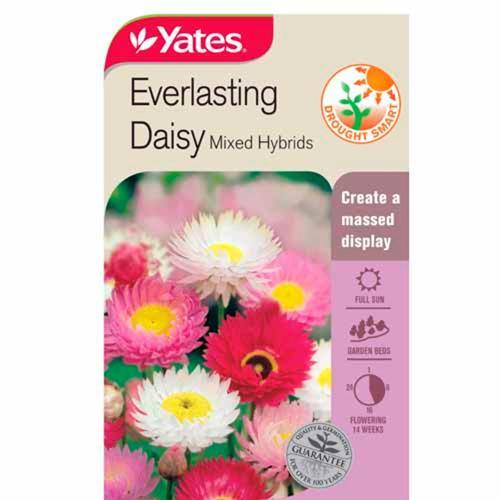 Daisy Everlasting Seeds - Yates