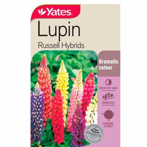 Lupin Russell Hybrids Seeds - Yates