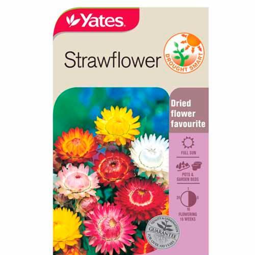 Strawflower Seeds - Yates