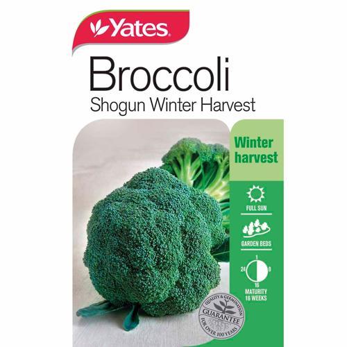 Broccoli Shogun Winter Harvest Seeds - Yates