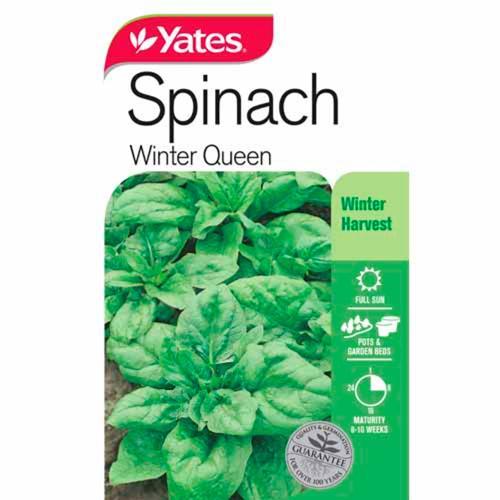 Spinach 'Winter Queen' Seeds - Yates