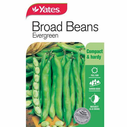 Broad Beans Evergreen Seeds - Yates
