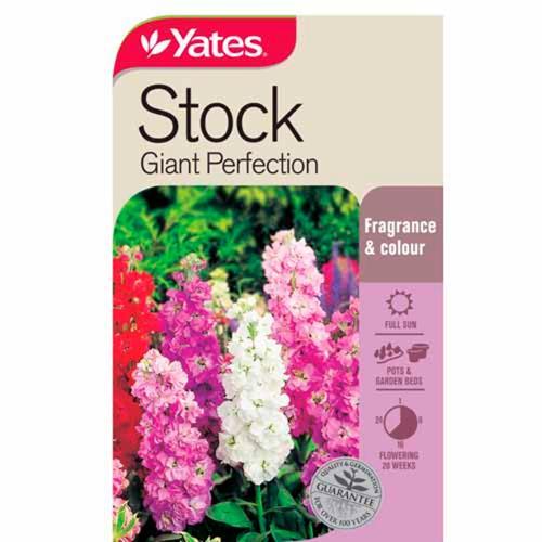 Stock Giant Perfection Seeds - Yates