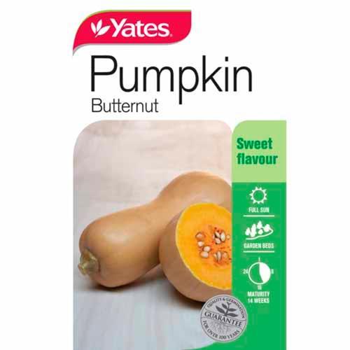 Pumpkin 'Butternut' Seeds - Yates