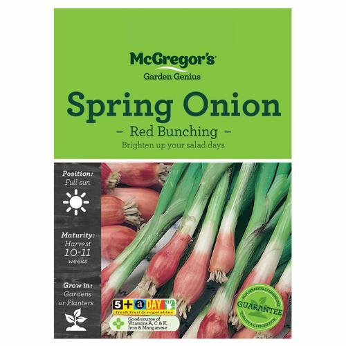 Red Bunching Spring Onion Seeds - McGregor's