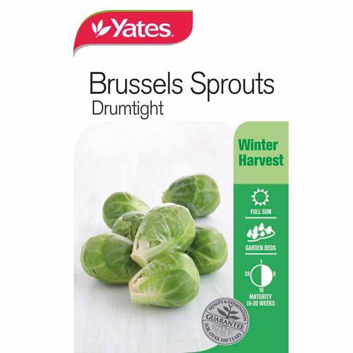 Brussels Sprouts Drumtight Seeds - Yates