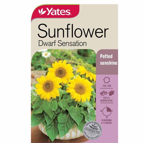 Sunflower 'Dwarf Sensation' Seeds - Yates