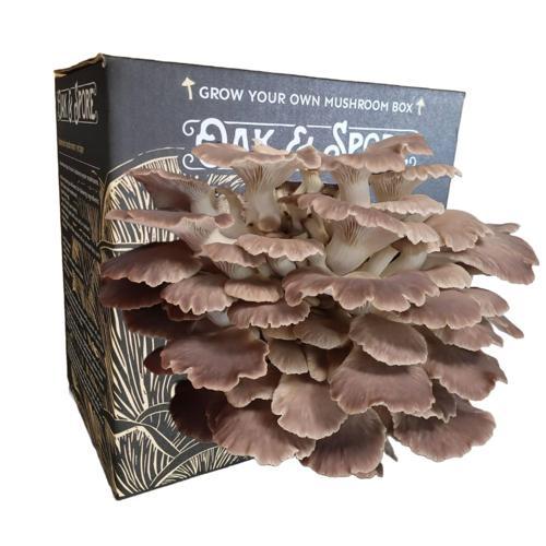 Mushroom Grow Kit Italian Oyster Seeds