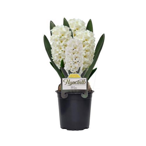 Fiesta Potted Hyacinth 12cm White