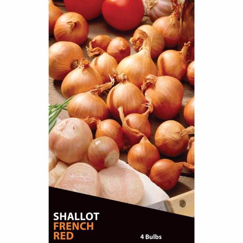 Shallot French Red 4 Pack - Gardeners Edge