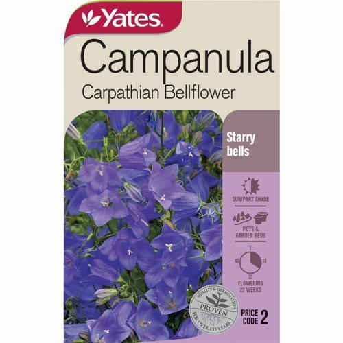 Campanula Carpathian Bellflower Seeds - Yates