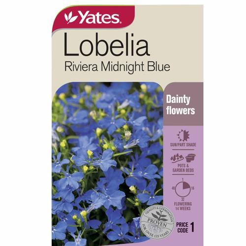 Lobelia 'Riviera Midnight Blue' Midnight Blue Seeds - Yates