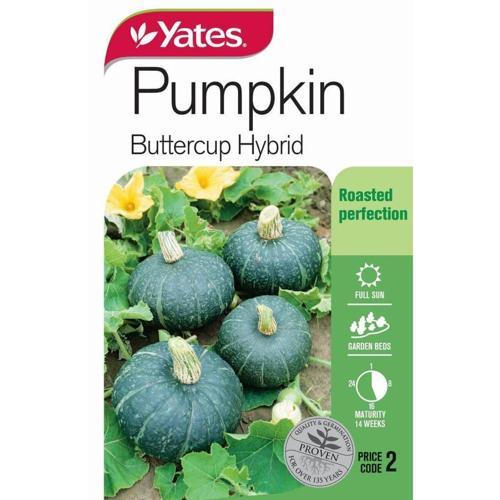 Pumpkin 'Buttercup' Hybrid Seeds - Yates