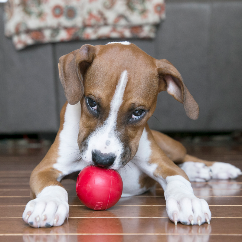 Dog Toy - KONG Ball (Small)