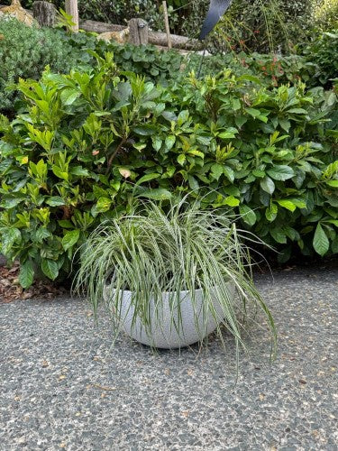 Bowl - Nova Medium White 17 x 35cm (Set of 2)