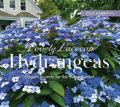 Lovely Lacecap Hydrangeas - by Joan Harrison - Hardcover