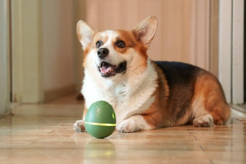 Cheerble Wicked Egg Interactive Treat Dispensing Pet Toy - Flipside (Olive Green
