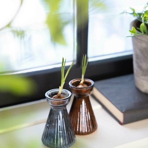 Bulb Vase - Crocus (Set of 12 Assorted)