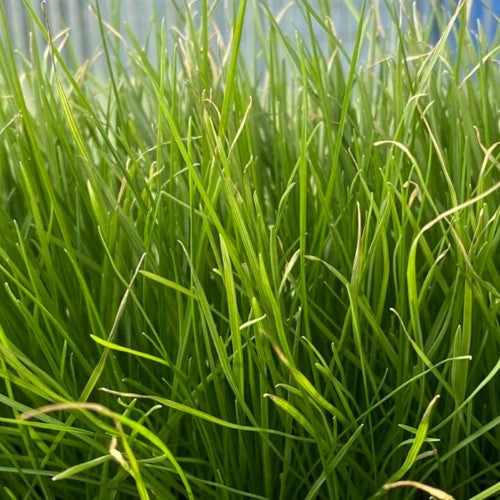 Green Uncoated Lawn Seed - Burnet's BOST20B Boston (20kg)