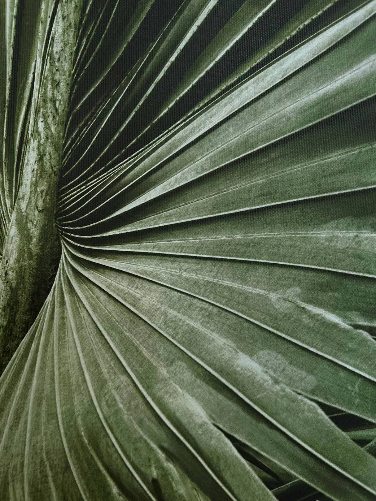 Canvas Wall Art - GREEN PALMS